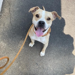 Fundraising Page: Boone PAC Alum